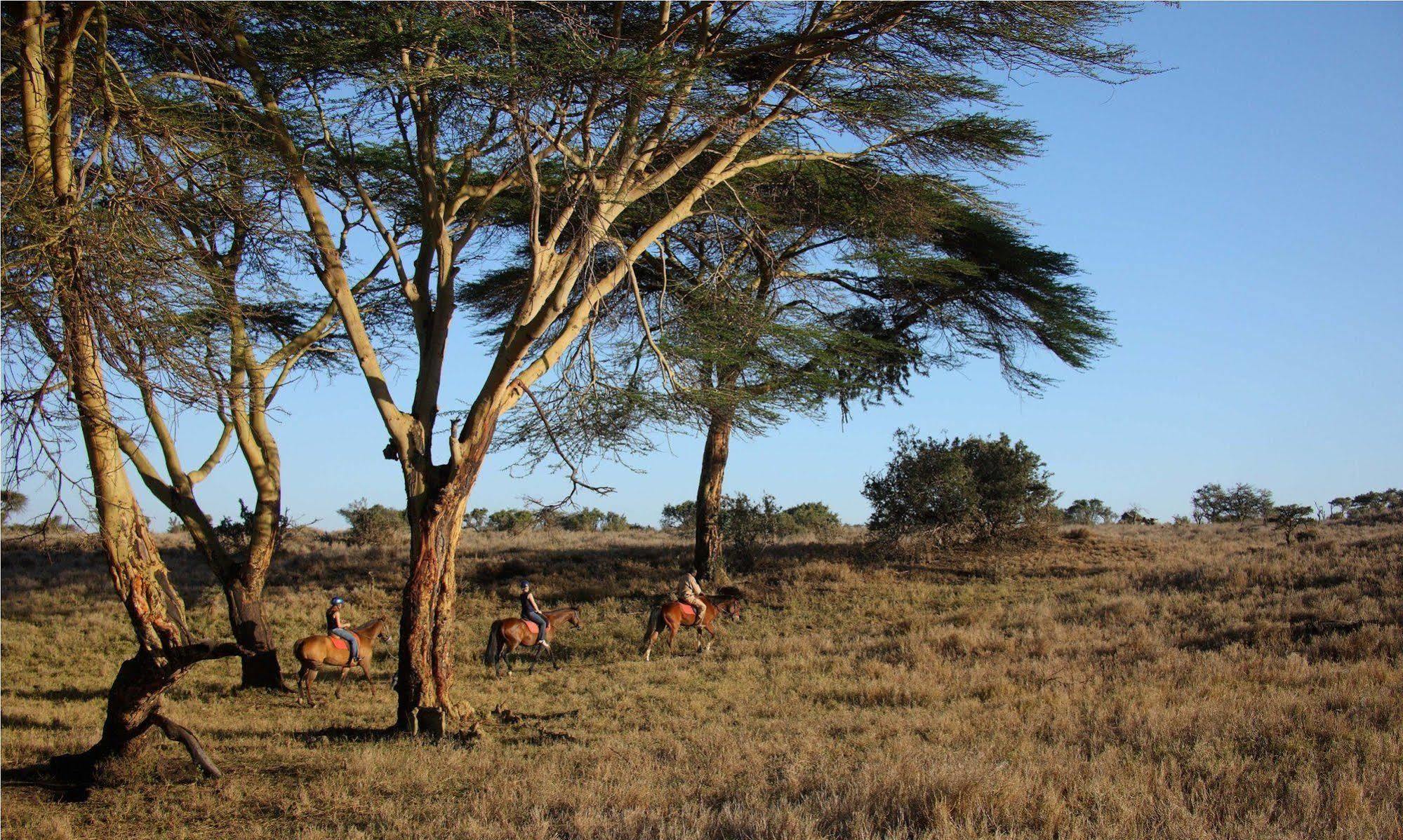 Hotel Elewana Lewa Safari Camp Timau Exteriér fotografie